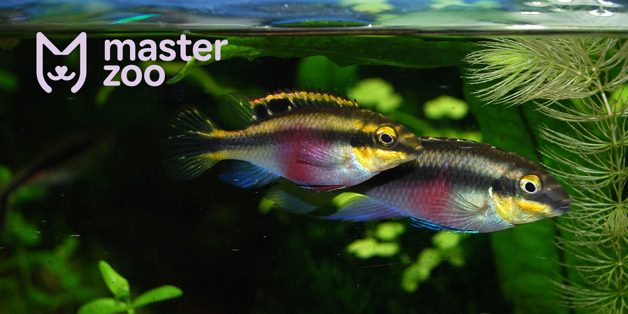 Рибка-папуга: особливості утримання в акваріумі | Зоомагазин MasterZoo