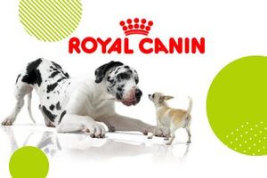 Сбалансированное питание для собак от Royal Canin