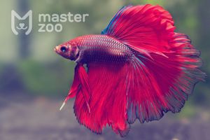 Рыбка петушок: красота и разнообразие