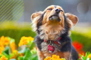 Cтерилизация собаки: плюсы и минусы