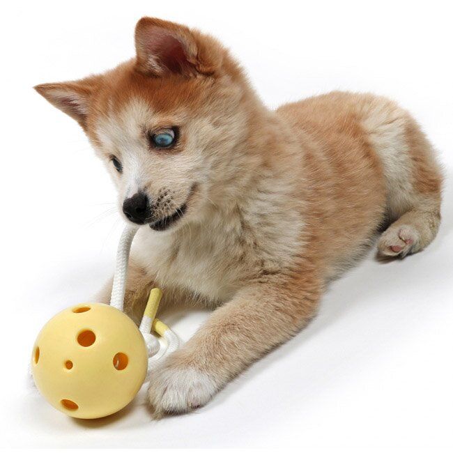 Іграшка для собак Ebi Медуза Milo блакитна 18 x 7 x 7 cм (гума) - masterzoo.ua