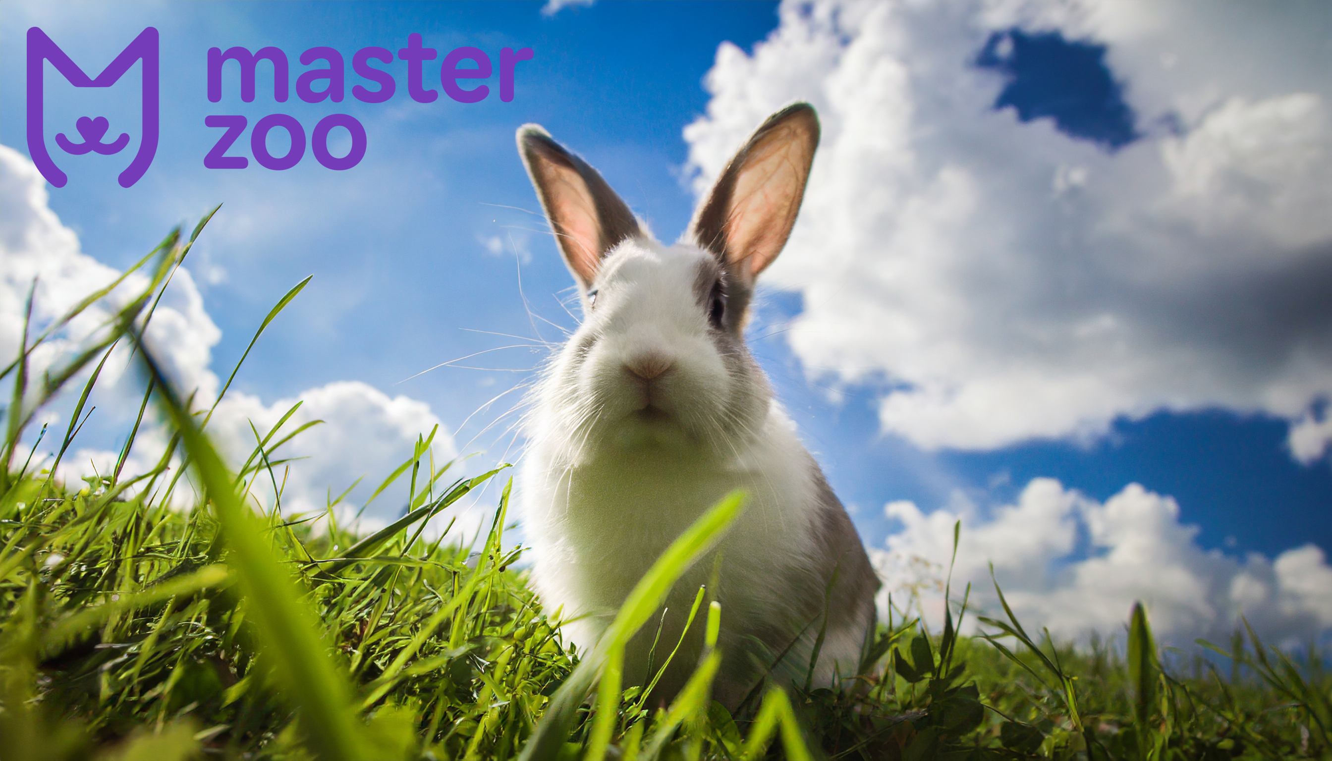Догляд за кроликом | Зоомагазин MasterZoo