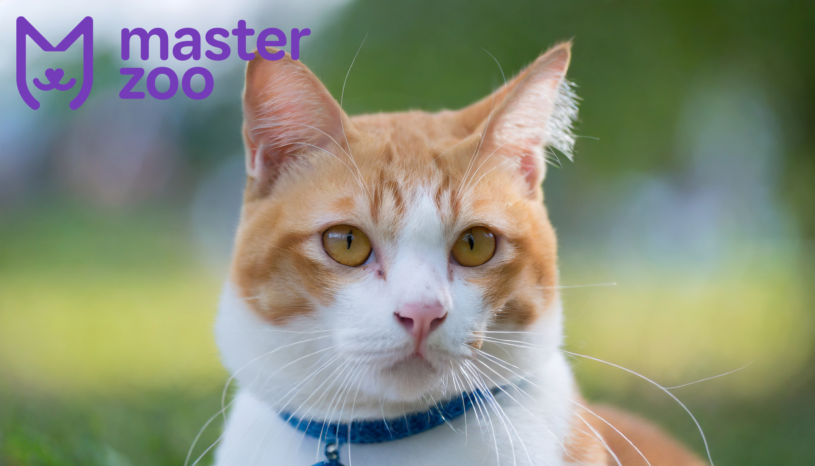 Кошки и коты | Зоомагазин MasterZoo