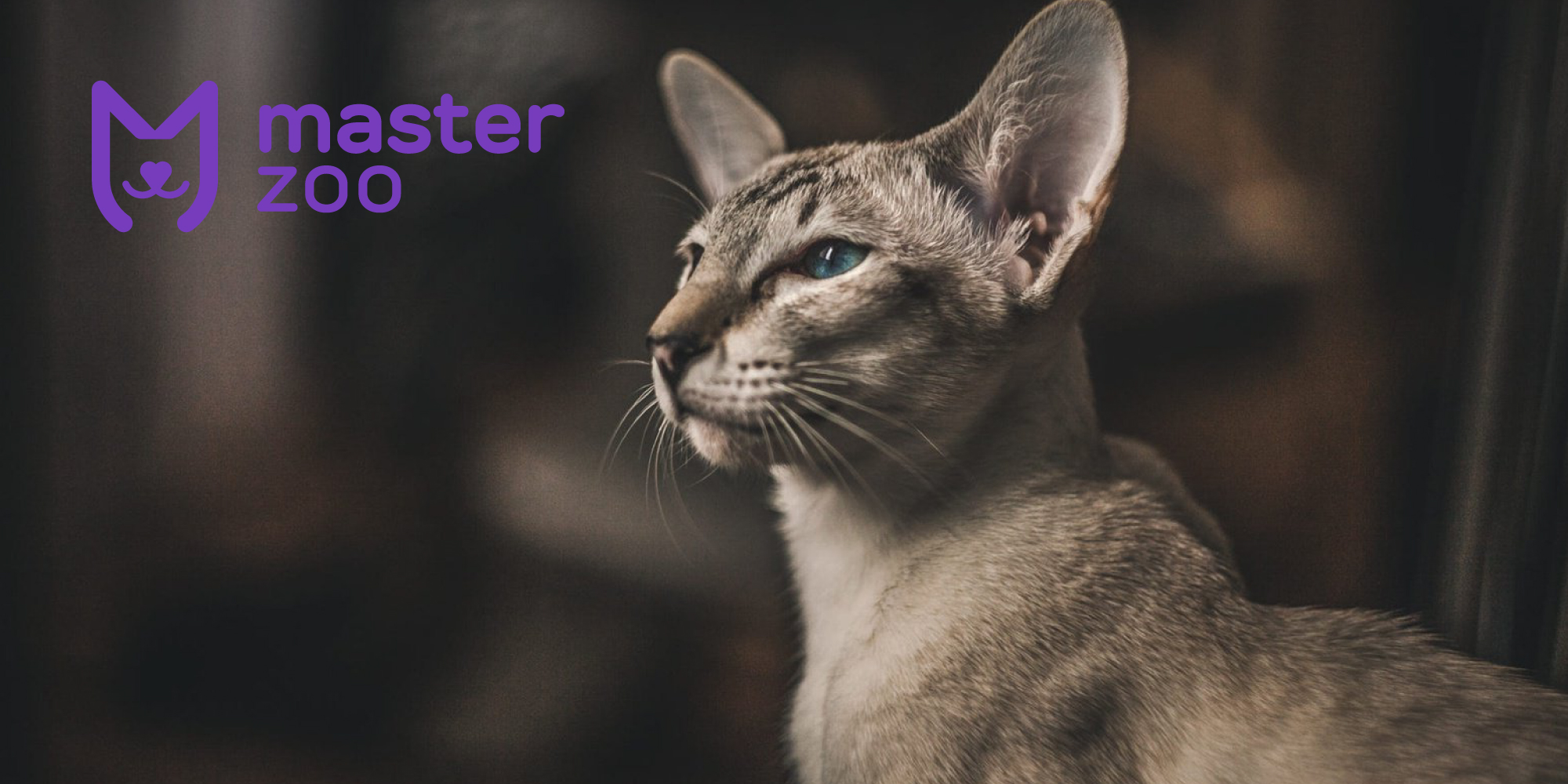 Кошка | Зоомагазин MasterZoo