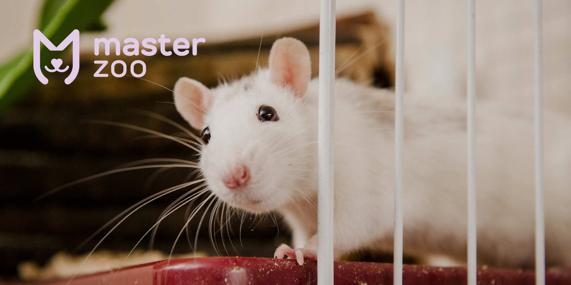 Домашние крысы | Зоомагазин MasterZoo