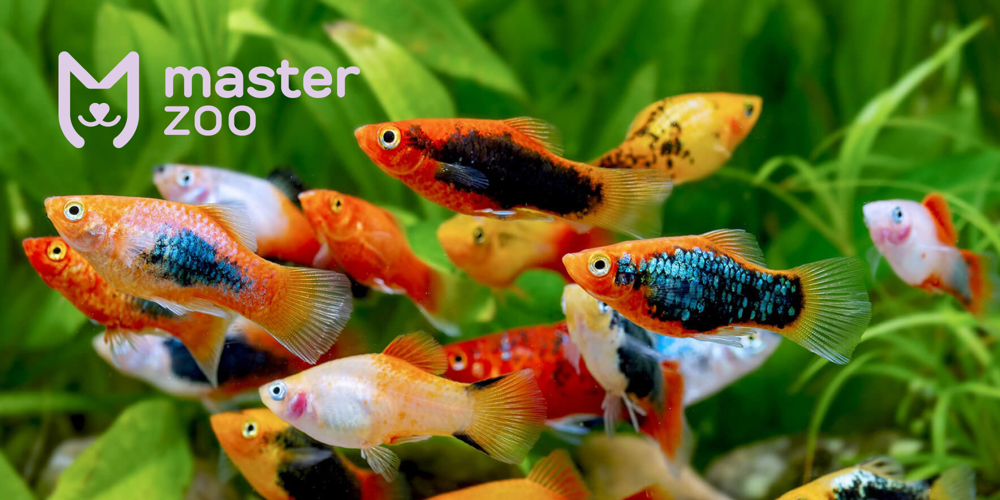 Рыбки | Зоомагазин MasterZoo